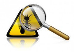 Diagnostic termite dans une maison avant location   